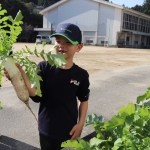 11.26大根収穫 (2).JPG